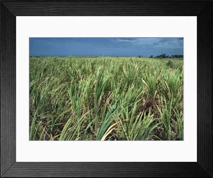 Framed Print : Sugar cane, Barbados, West Indies, Caribbean, Central America Framed Print : Sugar cane, Barbados, West Indies, Caribbean, Central America