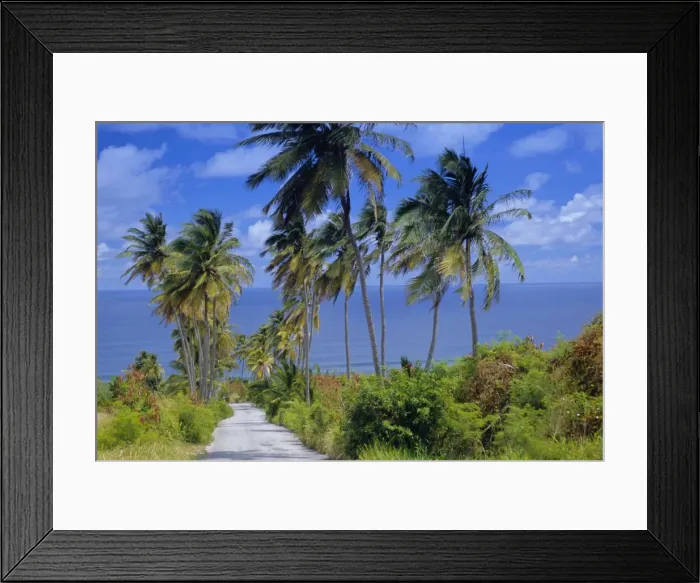 Framed Print : Palm lined road to Bathsheba, Barbados, West Indies, Caribbean, Central America Framed Print : Palm lined road to Bathsheba, Barbados, West Indies, Caribbean, Central America