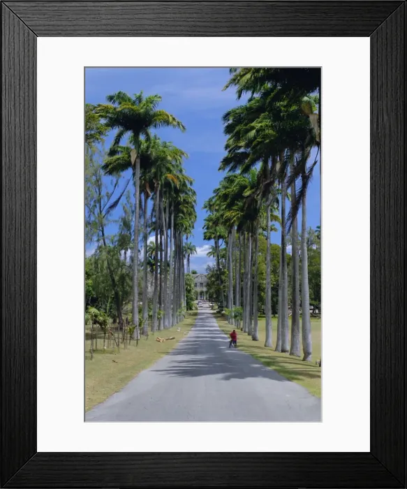 Framed Print : Palm lined road to Bathsheba, Barbados, West Indies, Caribbean, Central America