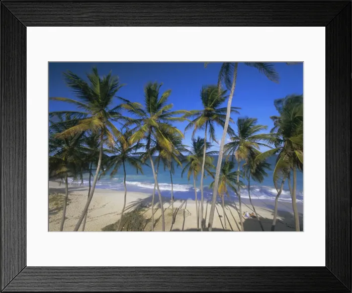 Framed Print : Palm trees and beach, Bottom Bay, Barbados, West Indies, Caribbean, Central America Framed Print : Palm trees and beach, Bottom Bay, Barbados, West Indies, Caribbean, Central America