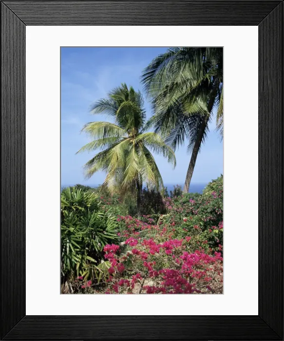 Framed Print : Andromeda Gardens, near Bathsheba, Barbados, West Indies, Caribbean, Central America Framed Print : Andromeda Gardens, near Bathsheba, Barbados, West Indies, Caribbean, Central America