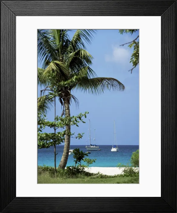 Framed Print : Yachts and palms, Barbados, West Indies, Caribbean, Central America Framed Print : Yachts and palms, Barbados, West Indies, Caribbean, Central America