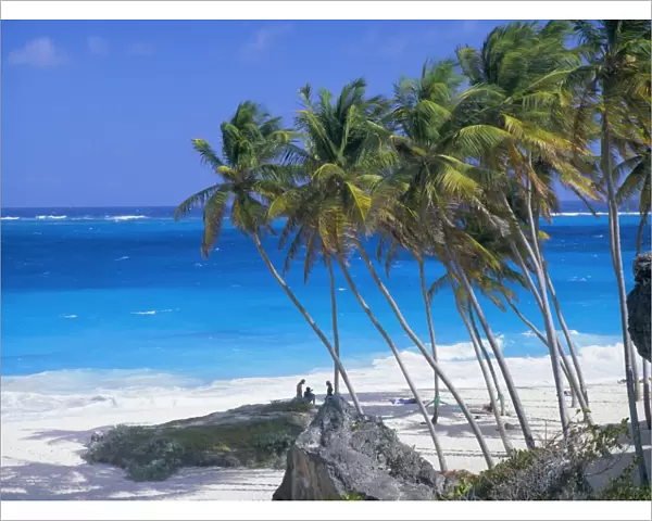 Palm trees and beach, Bottom Bay, Barbados, Caribbean, West Indies, Central America