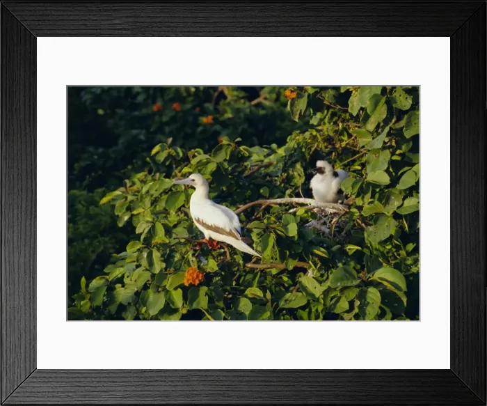 Framed Print : Booby bird reserve, Half Moon Caye, Belize, Central America Framed Print : Booby bird reserve, Half Moon Caye, Belize, Central America