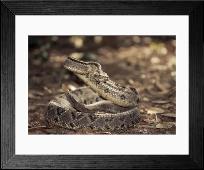 Framed Print : Close-up of a rattlesnake, Belize, Central America Framed Print : Close-up of a rattlesnake, Belize, Central America