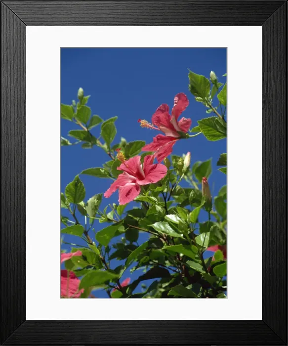 Framed Print : Pink hibiscus flowers, Bermuda, Central America Framed Print : Pink hibiscus flowers, Bermuda, Central America