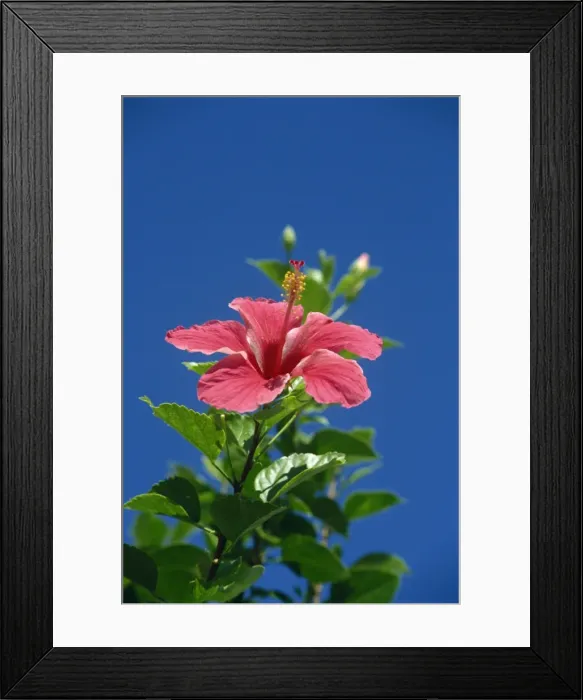 Framed Print : Pink hibiscus flower, Bermuda, Central America Framed Print : Pink hibiscus flower, Bermuda, Central America