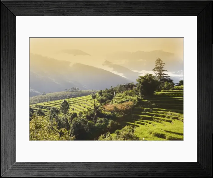 Framed Print : Terraced rice fields, Punakha, Bhutan, Himalayas, Asia Framed Print : Terraced rice fields, Punakha, Bhutan, Himalayas, Asia