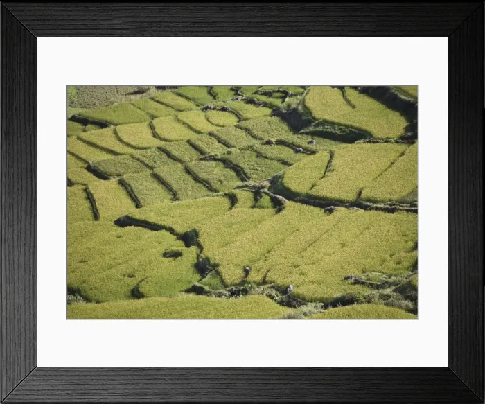 Framed Print : Terraced rice fields, Paro, Bhutan, Asia Framed Print : Terraced rice fields, Paro, Bhutan, Asia