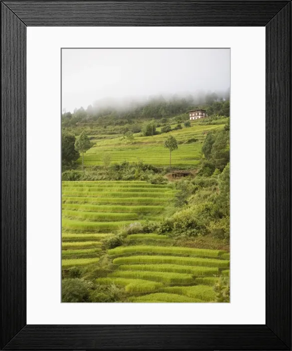 Framed Print : Terraced rice fields, Punakha, Bhutan, Asia Framed Print : Terraced rice fields, Punakha, Bhutan, Asia