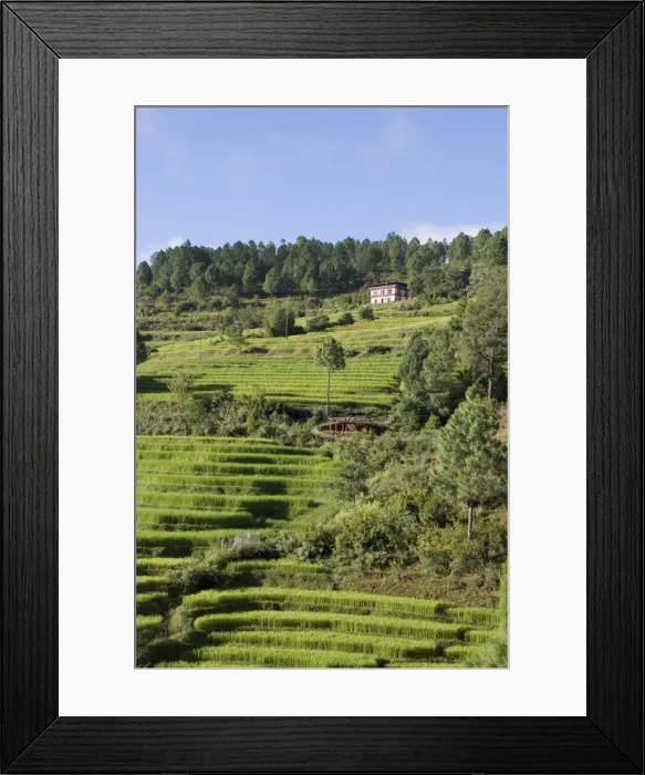 Framed Print : Terraced rice fields, Punakha, Bhutan, Asia Framed Print : Terraced rice fields, Punakha, Bhutan, Asia