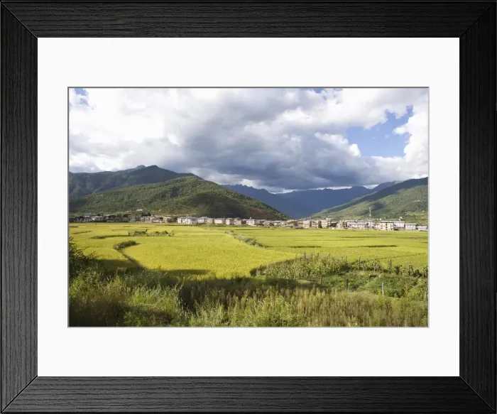 Framed Print : Rice fields, Paro, Bhutan, Asia Framed Print : Rice fields, Paro, Bhutan, Asia