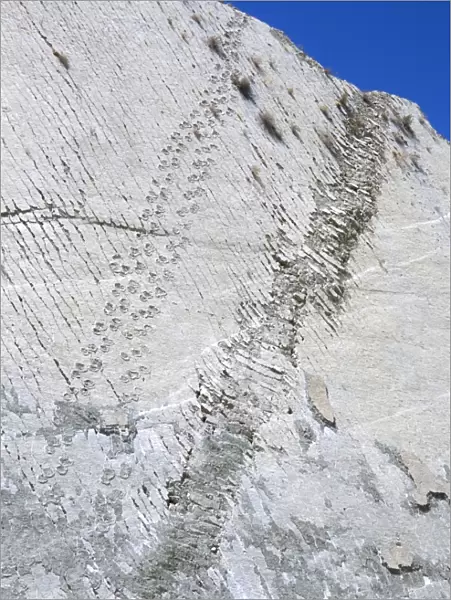 The worlds longest dinosaur tracks, Cretaceous Titanosaurus, near Sucre
