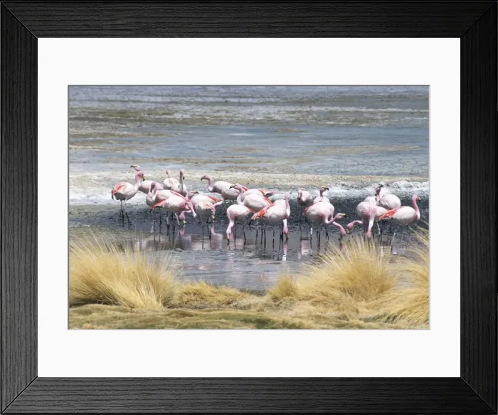 Framed Print : Flamingoes in small salt lake near Laguna Colorado, Southwest Highlands Framed Print : Flamingoes in small salt lake near Laguna Colorado, Southwest Highlands