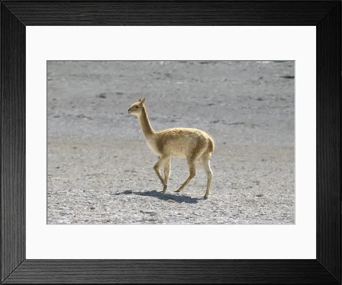 Framed Print : Vicuna wild on altiplano, southwest highlands, Bolviia, South America Framed Print : Vicuna wild on altiplano, southwest highlands, Bolviia, South America