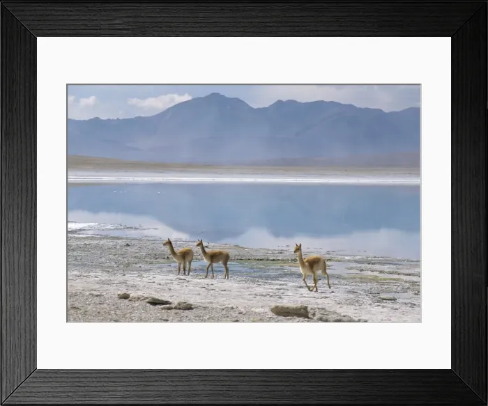 Framed Print : Wild vicunas on borax mineral flats, Laguna Verde, with mineral flat margin Framed Print : Wild vicunas on borax mineral flats, Laguna Verde, with mineral flat margin