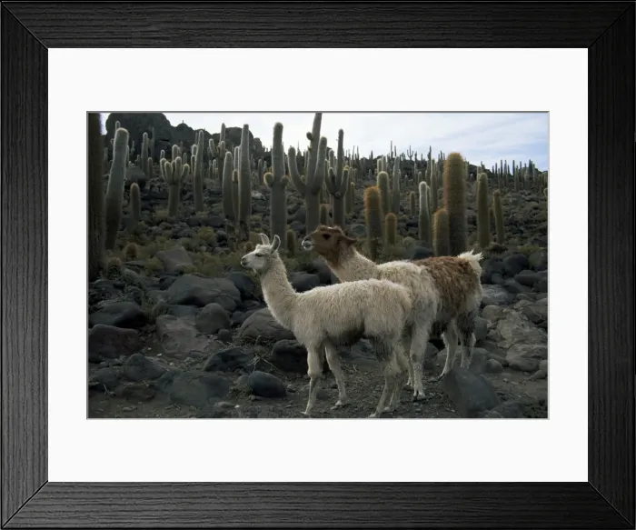 Framed Print : Llamas and cacti, Inkahuasa Island, Salar de Uyuni, Bolivia, South America Framed Print : Llamas and cacti, Inkahuasa Island, Salar de Uyuni, Bolivia, South America