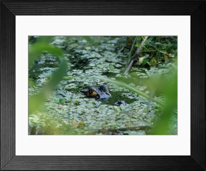 Framed Print : Alligator in pond watching, Parque Nacional Madidi, Bolivia, South America Framed Print : Alligator in pond watching, Parque Nacional Madidi, Bolivia, South America