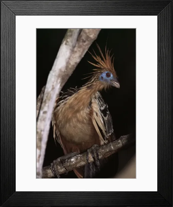 Framed Print : Hoatzin (Opisthocomus hoazin), Amazonian bird, Parque Nacional Madidi, Bolivia Framed Print : Hoatzin (Opisthocomus hoazin), Amazonian bird, Parque Nacional Madidi, Bolivia