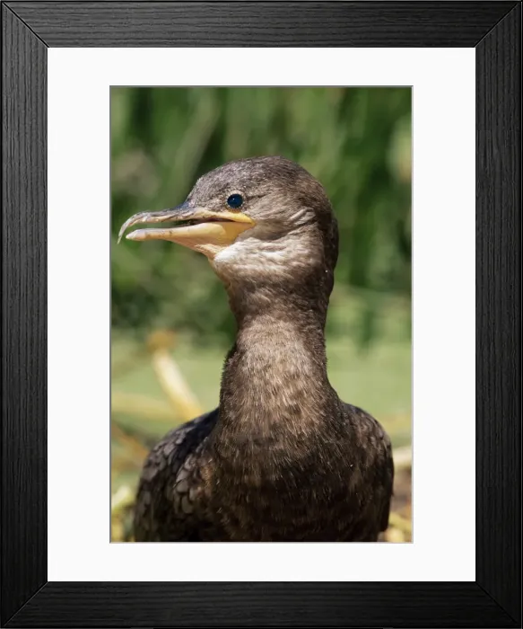 Framed Print : Portrait of a black cormorant (Chanco), Titicaca, Bolivia, South America Framed Print : Portrait of a black cormorant (Chanco), Titicaca, Bolivia, South America