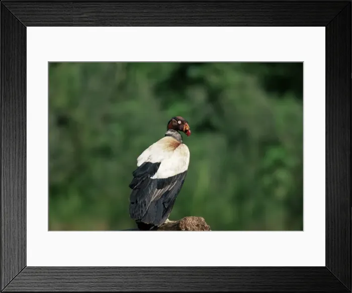 Framed Print : King vulture, an Amazonian bird, Parque Nacional Madidi, Bolivia, South America Framed Print : King vulture, an Amazonian bird, Parque Nacional Madidi, Bolivia, South America