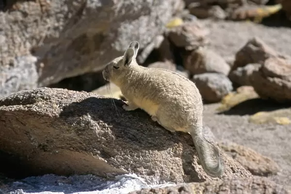 Viscacha, Uyuni, Bolivia, South America
