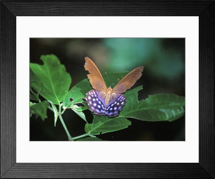 Framed Print : Butterfly, Pierella hyalinus, Amazon jungle, Bolivia, South America Framed Print : Butterfly, Pierella hyalinus, Amazon jungle, Bolivia, South America