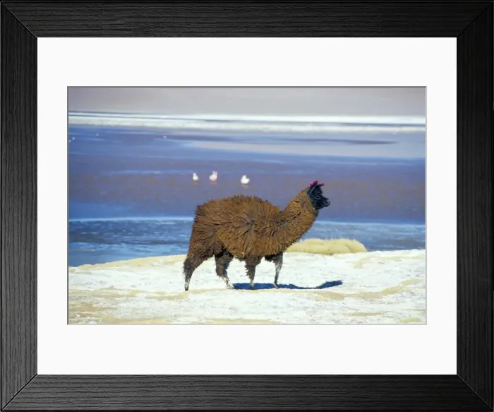 Framed Print : Alpaca, Lago Colorada, Uyuni, Bolivia, South America Framed Print : Alpaca, Lago Colorada, Uyuni, Bolivia, South America