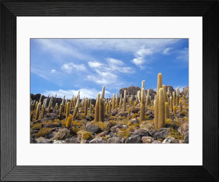 Framed Print : Cacti, Isla Pescado, Uyuni, Bolivia, South America Framed Print : Cacti, Isla Pescado, Uyuni, Bolivia, South America
