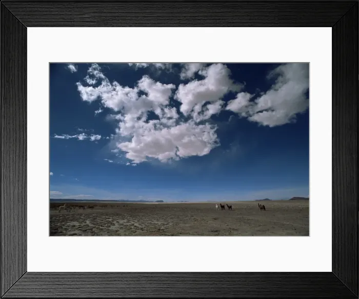 Framed Print : Herd of llama between Uyuni and San Pedro de Atacama, Bolivia, South America Framed Print : Herd of llama between Uyuni and San Pedro de Atacama, Bolivia, South America
