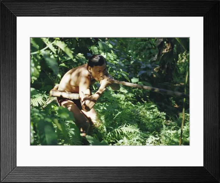Framed Print : Punan man using a blow-pipe, Lasam, Borneo, Asia Framed Print : Punan man using a blow-pipe, Lasam, Borneo, Asia