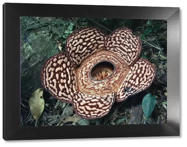 Close-up of the Rafflesia, the worlds largest flowering plant, Borneo, Asia
