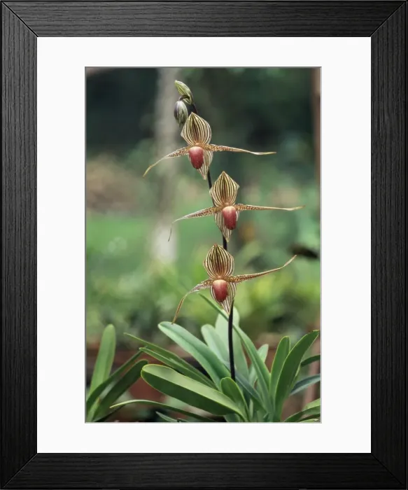 Framed Print : Close-up of a rare orchid flower, Borneo, Asia Framed Print : Close-up of a rare orchid flower, Borneo, Asia