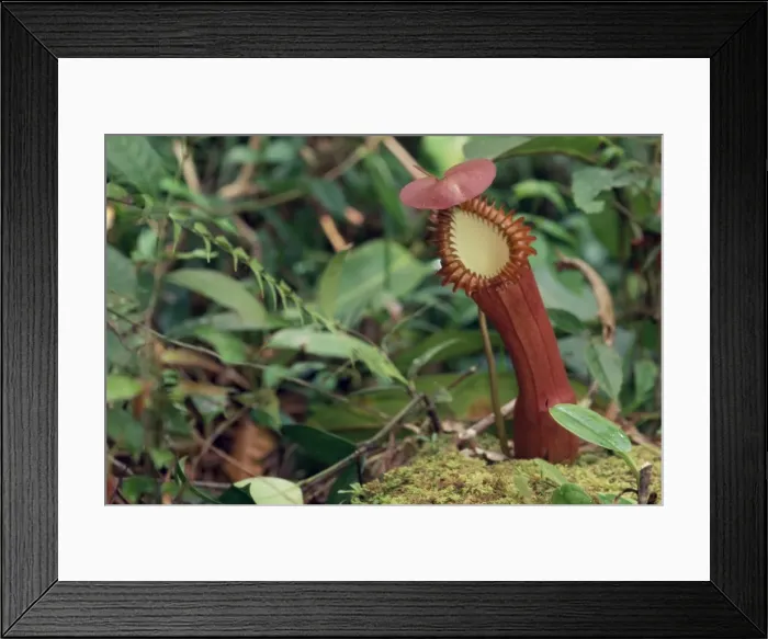 Framed Print : Insectivorous Pitcher plant, Borneo, Asia Framed Print : Insectivorous Pitcher plant, Borneo, Asia