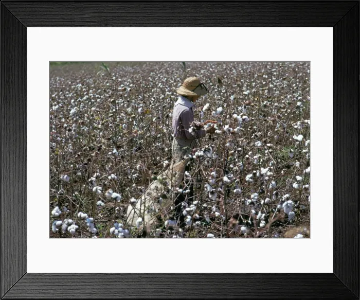 Framed Print : Cotton picking, Sao Paolo State, Brazil, South America Framed Print : Cotton picking, Sao Paolo State, Brazil, South America