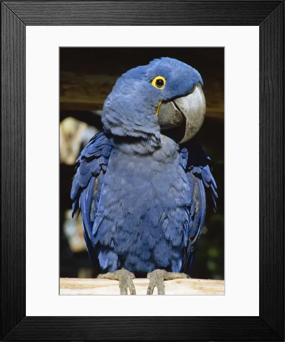 Framed Print : Macaw of Amazonia, Brazil, South America Framed Print : Macaw of Amazonia, Brazil, South America