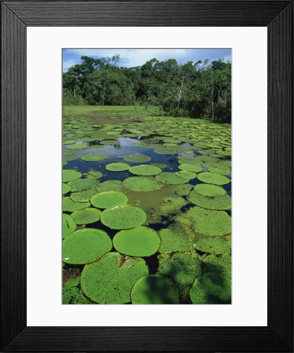 Framed Print : Parque Ecologico do Janauary, Victoria Amazonica (Giant Water-Lily), Manaus Framed Print : Parque Ecologico do Janauary, Victoria Amazonica (Giant Water-Lily), Manaus