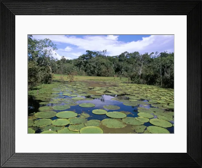 Framed Print : Victoria Amazonica (giant water-lily), Parque Ecologico do Janauary, Manaus Framed Print : Victoria Amazonica (giant water-lily), Parque Ecologico do Janauary, Manaus