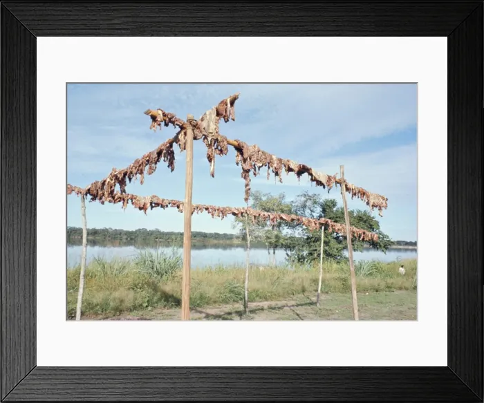 Framed Print : Wild boar meat hanging to dry, Diararum Xingu National Park, Brazil, South America Framed Print : Wild boar meat hanging to dry, Diararum Xingu National Park, Brazil, South America