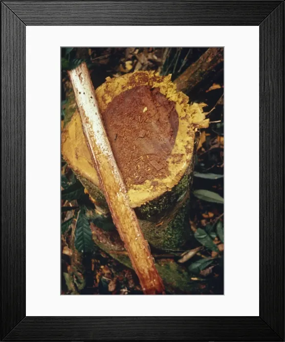 Framed Print : Close-up of shamans snuff from the yopo tree, the bark of which is made into hallucinogenic powder by the Yanomami Indians in Brazil Framed Print : Close-up of shamans snuff from the yopo tree, the bark of which is made into hallucinogenic powder by the Yanomami Indians in Brazil