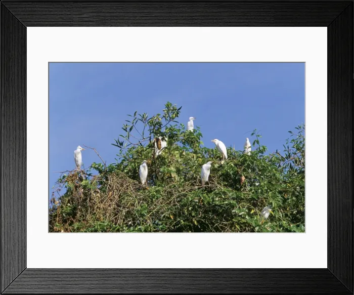 Framed Print : Cattle egrets (Bubulcus ibis) on a tree, Parque Nacional de Fernando de Norohna