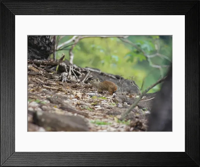 Framed Print : Rocky Lavy (Keredon rupestris), Parque Nacional de Fernando de Norohna Framed Print : Rocky Lavy (Keredon rupestris), Parque Nacional de Fernando de Norohna