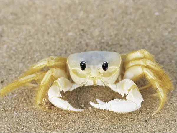 Ghost crab also known as sand crab, Genus ocypode, Parque Nacional de Fernando de Noronha