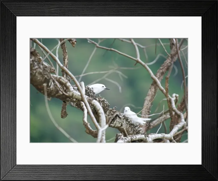 Framed Print : White tern (Gygias alba), Parque Nacional de Fernando Norohna, Fernando de Noronha Framed Print : White tern (Gygias alba), Parque Nacional de Fernando Norohna, Fernando de Noronha