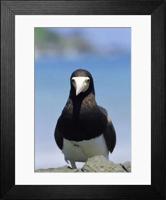 Framed Print : Brown booby, Sula leucogaster, Parque Nacional de Fernando de Noronha, Fernando de Noronha Framed Print : Brown booby, Sula leucogaster, Parque Nacional de Fernando de Noronha, Fernando de Noronha