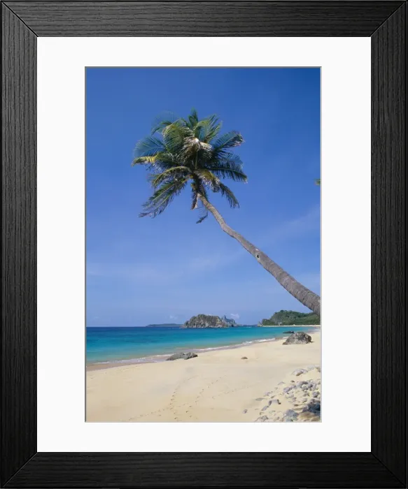 Framed Print : Palm tree at Praia do Conceicao beach, Parque Nacional de Fernando de Norohna Framed Print : Palm tree at Praia do Conceicao beach, Parque Nacional de Fernando de Norohna