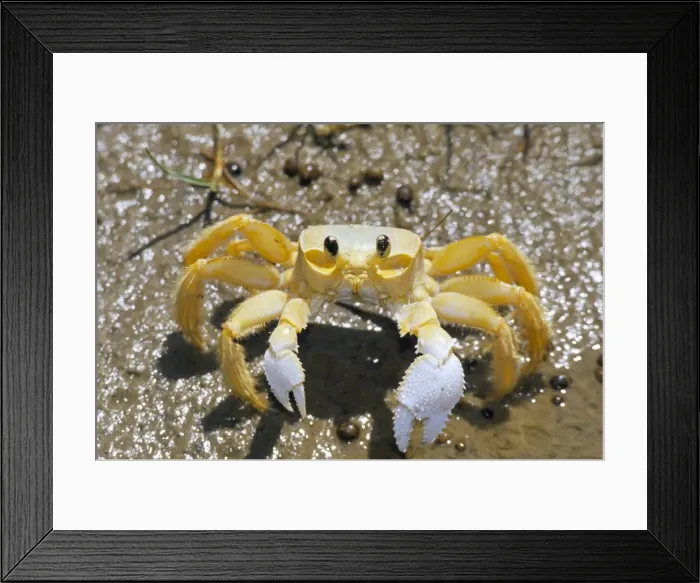 Framed Print : Ghost crab, also known as sand crab (genus Ocypode), Parque Nacional dos Lencois Maranhenses Framed Print : Ghost crab, also known as sand crab (genus Ocypode), Parque Nacional dos Lencois Maranhenses