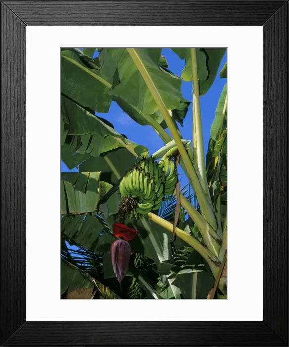 Framed Print : Bananas on banana plant, Barreirinhas, Lencois Maranhenses, Brazil, South America Framed Print : Bananas on banana plant, Barreirinhas, Lencois Maranhenses, Brazil, South America