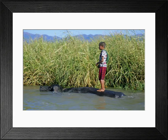 Framed Print : Boy and buffalo, Inle Lake, Shan State, Myanmar (Burma), Asia Framed Print : Boy and buffalo, Inle Lake, Shan State, Myanmar (Burma), Asia