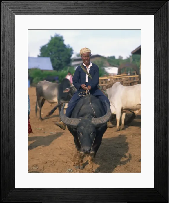 Framed Print : Man riding a buffalo home from market, Shan State, Myanmar (Burma), Asia Framed Print : Man riding a buffalo home from market, Shan State, Myanmar (Burma), Asia